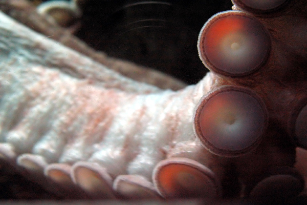 octopus-suckers-large-lj.jpg